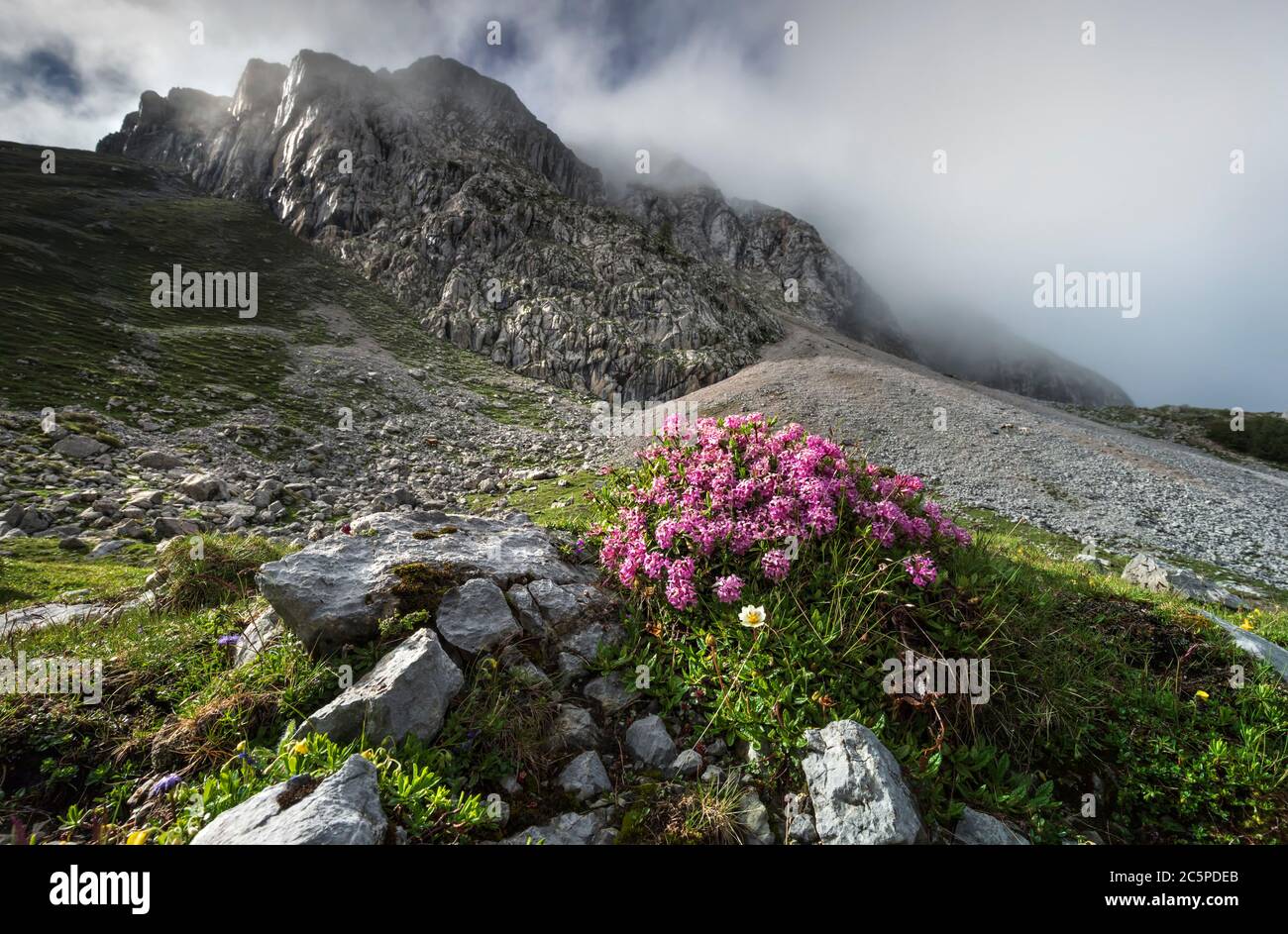 Rosa Blumen auf Felsen in den Sommeralpen Stockfoto