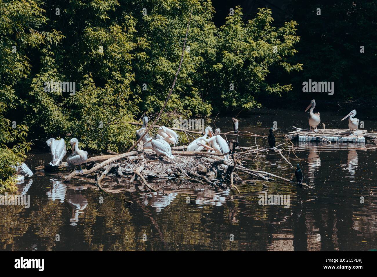 Eine Herde weißer Pelikane, die auf den Inseln der Zweige in einem Teich im Stadtzoo sitzen. Moskau, Russland, Juli 2020. Stockfoto