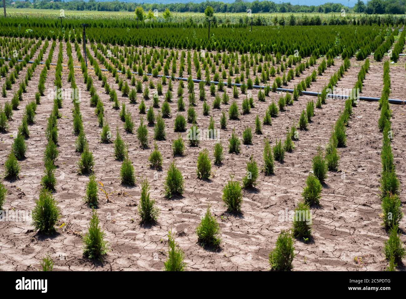 Holmstrup. Thuja occidentalis im Gartencenter. Stockfoto
