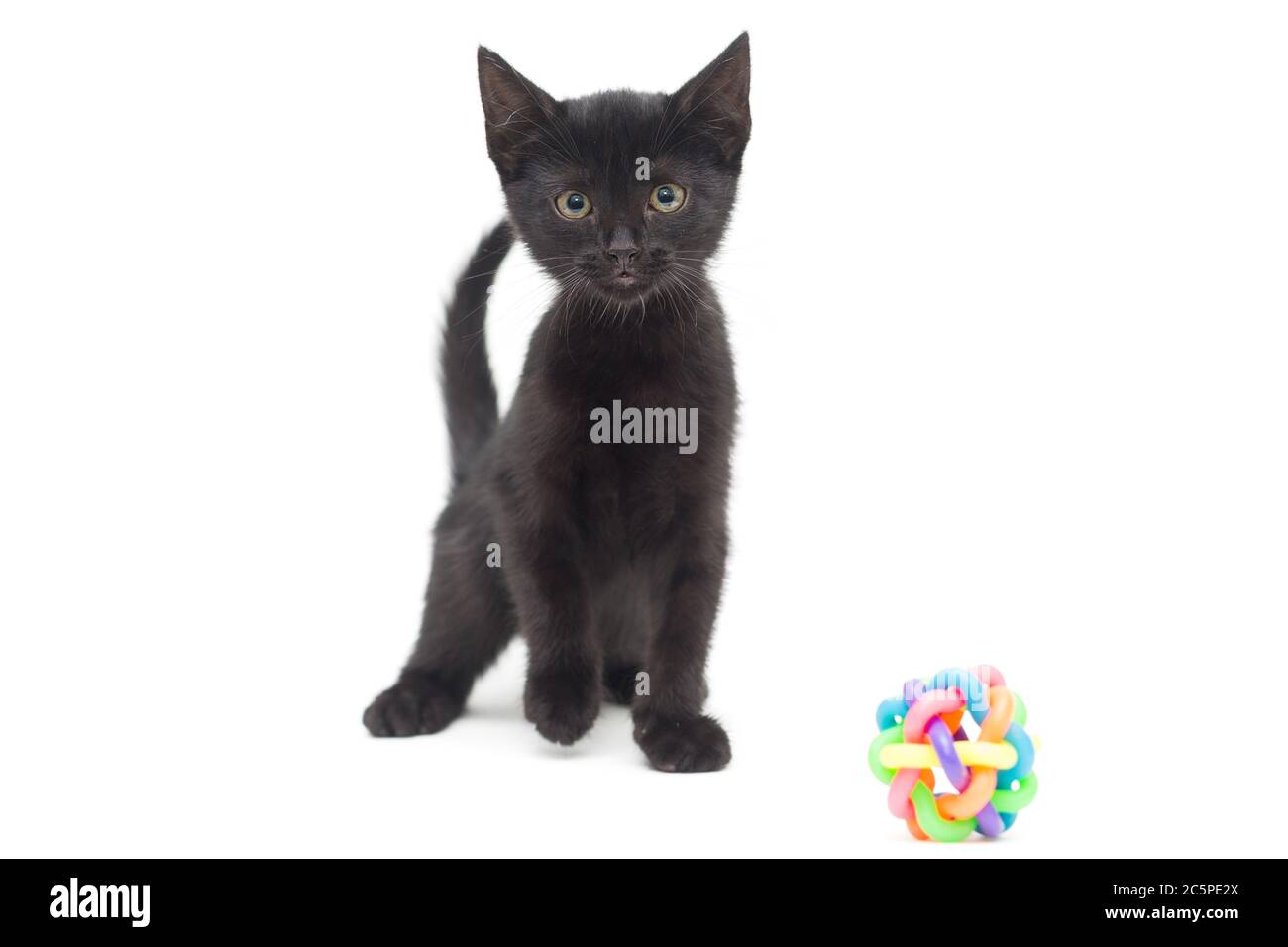 Kleines schwarzes Kätzchen mit einem Spielzeug auf weißem Hintergrund. Alter des Kätzchens 2 Monate Stockfoto