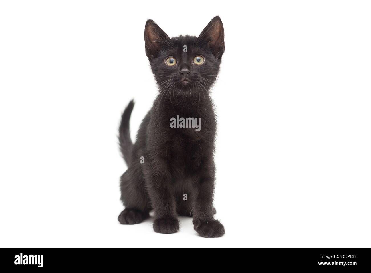 Kleines schwarzes Kätzchen auf weißem Hintergrund. Alter des Kätzchens 2 Monate Stockfoto