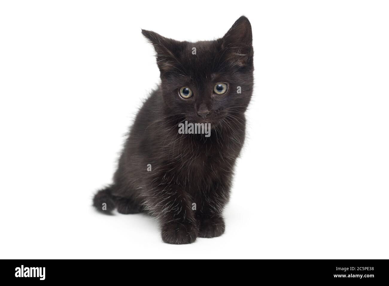 Kleines schwarzes Kätzchen auf weißem Hintergrund. Alter des Kätzchens 2 Monate Stockfoto