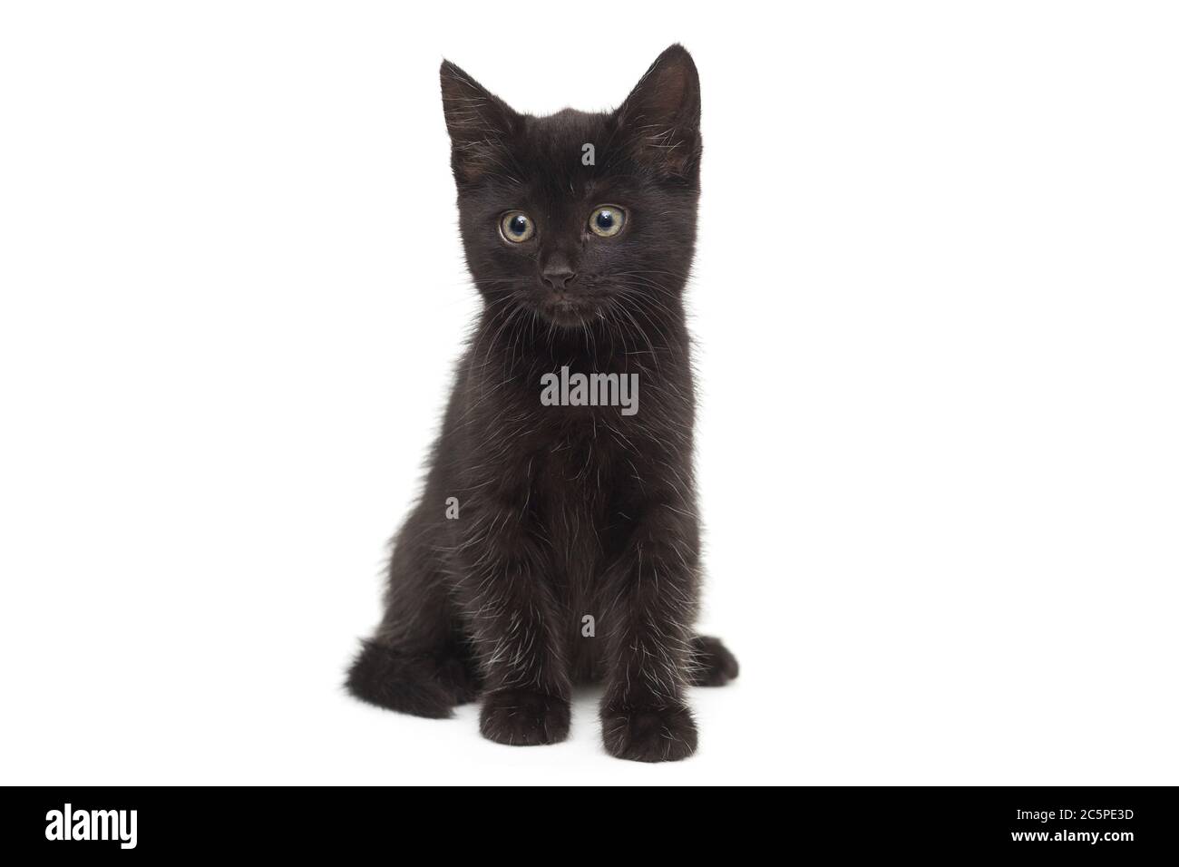 Kleines schwarzes Kätzchen auf weißem Hintergrund. Alter des Kätzchens 2 Monate Stockfoto