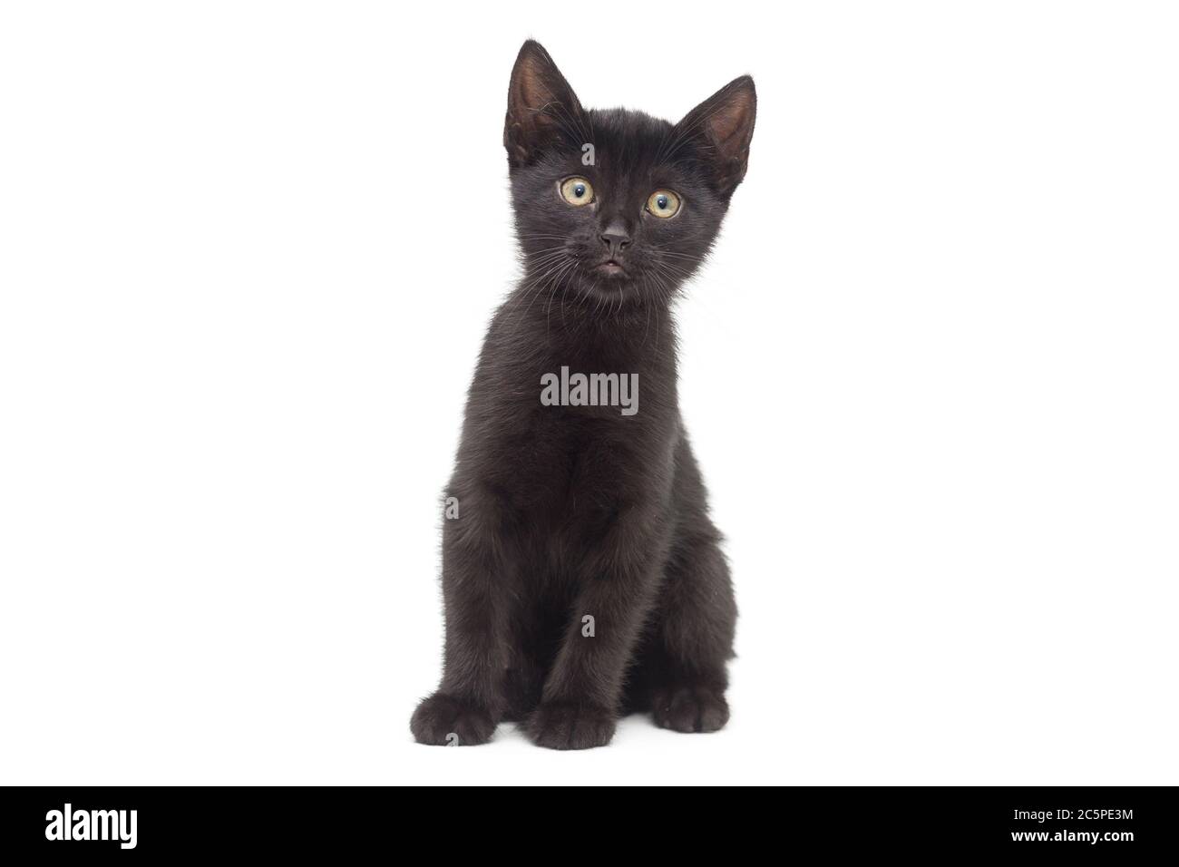 Kleines schwarzes Kätzchen auf weißem Hintergrund. Alter des Kätzchens 2 Monate Stockfoto