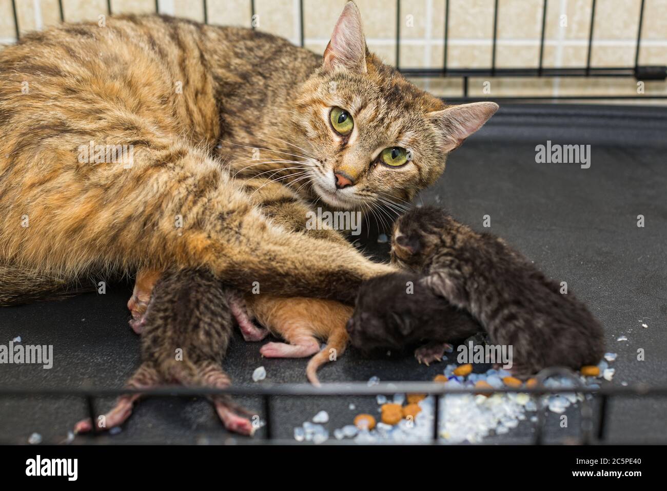 Katze und neugeborene Kätzchen im Tierheim Käfig Stockfoto
