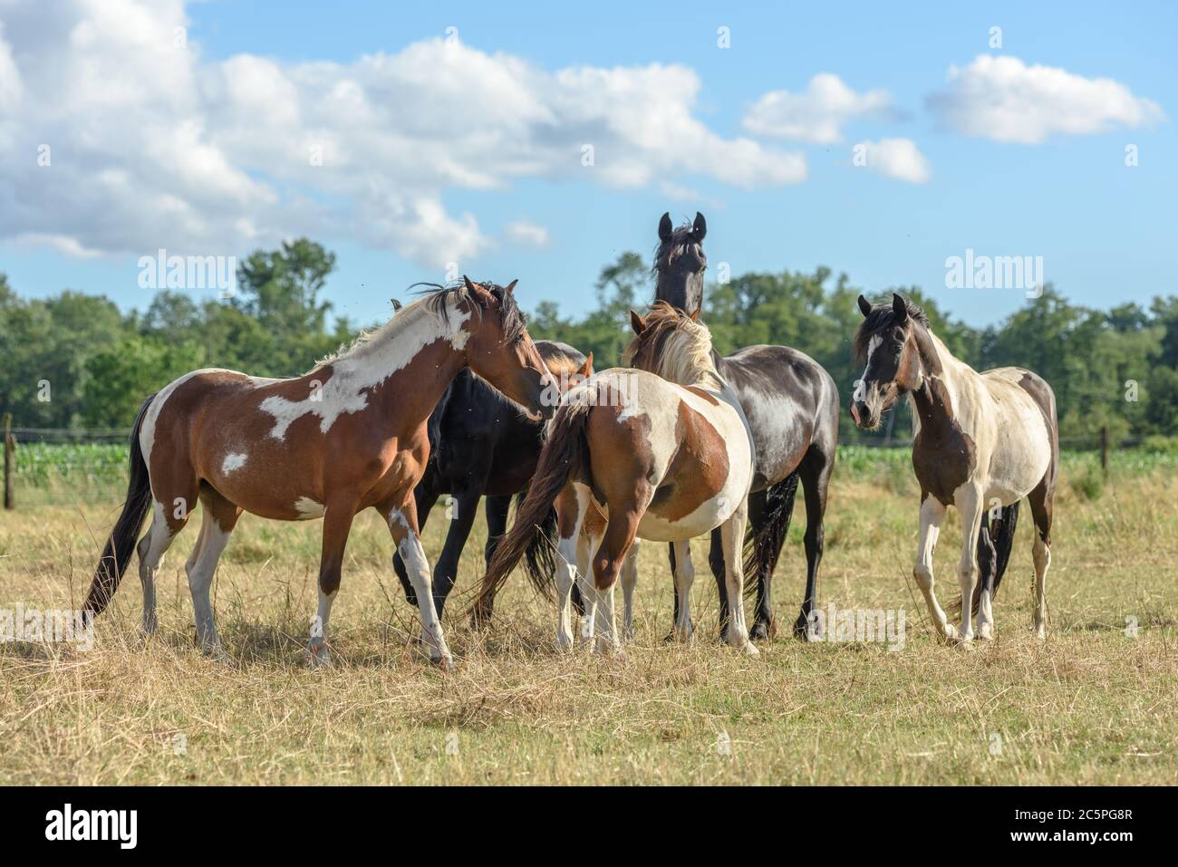 Ponys auf einer Weide in der französischen Landschaft Stockfoto