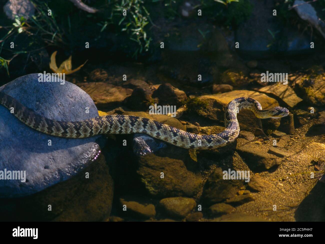 Santa Rita Mtns Coronado Nat'l Forest AZ/Sept Blacktail Rattlesnake sonnt sich im LICHT DES MORNS auf dem Bachbett im zeitlichen Gulch bei Anaconda Spring Stockfoto