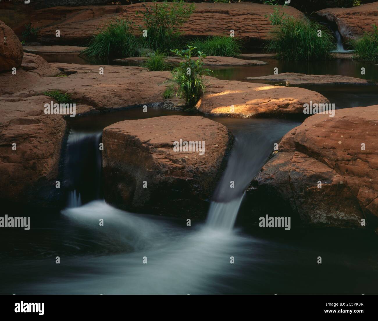 Wet Beaver Wilderness Area Coconino NF AZ / JUNE Young Arizona Erle und Sedge gedeihen auf sonnendurchstreiften Sandsteinfelsen hinter einem Wasserfall. Stockfoto