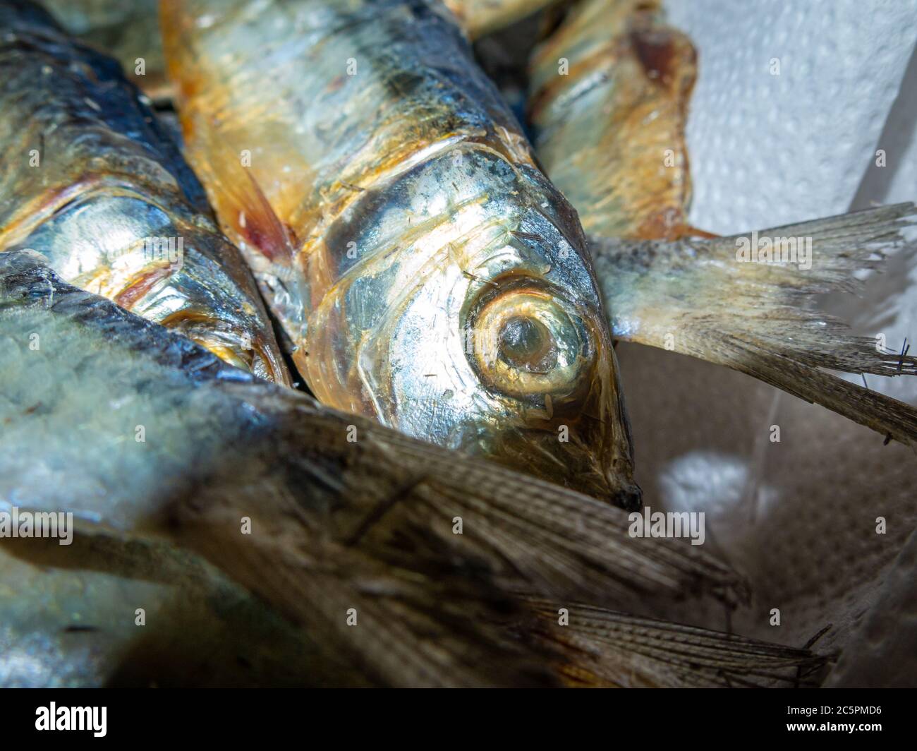 Frischer Fischfang. Fisch in einer Schüssel. Nahaufnahme. Hochwertige Fotos Stockfoto