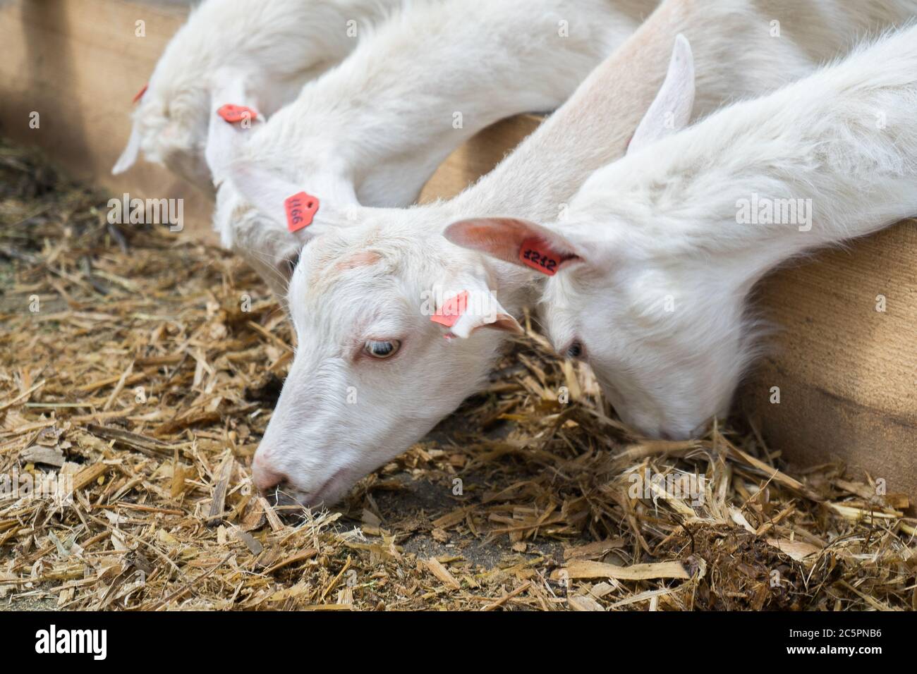 Weiße Ziegen auf einer Ziegenfarm. Ziegen, die für Milch angebaut werden, fressen Heu auf einem Bauernhof. Viehzucht Stockfoto
