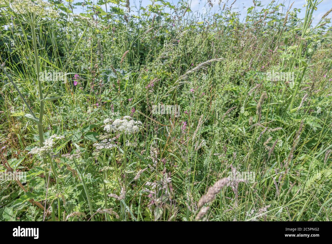 Ländliche Weed Patch am Straßenrand wächst neben Hecke. Weiße Blume ist Hogweed / Heracleum sphondylium der saft, von dem Haut blister kann. Von Unkraut überwuchert. Stockfoto