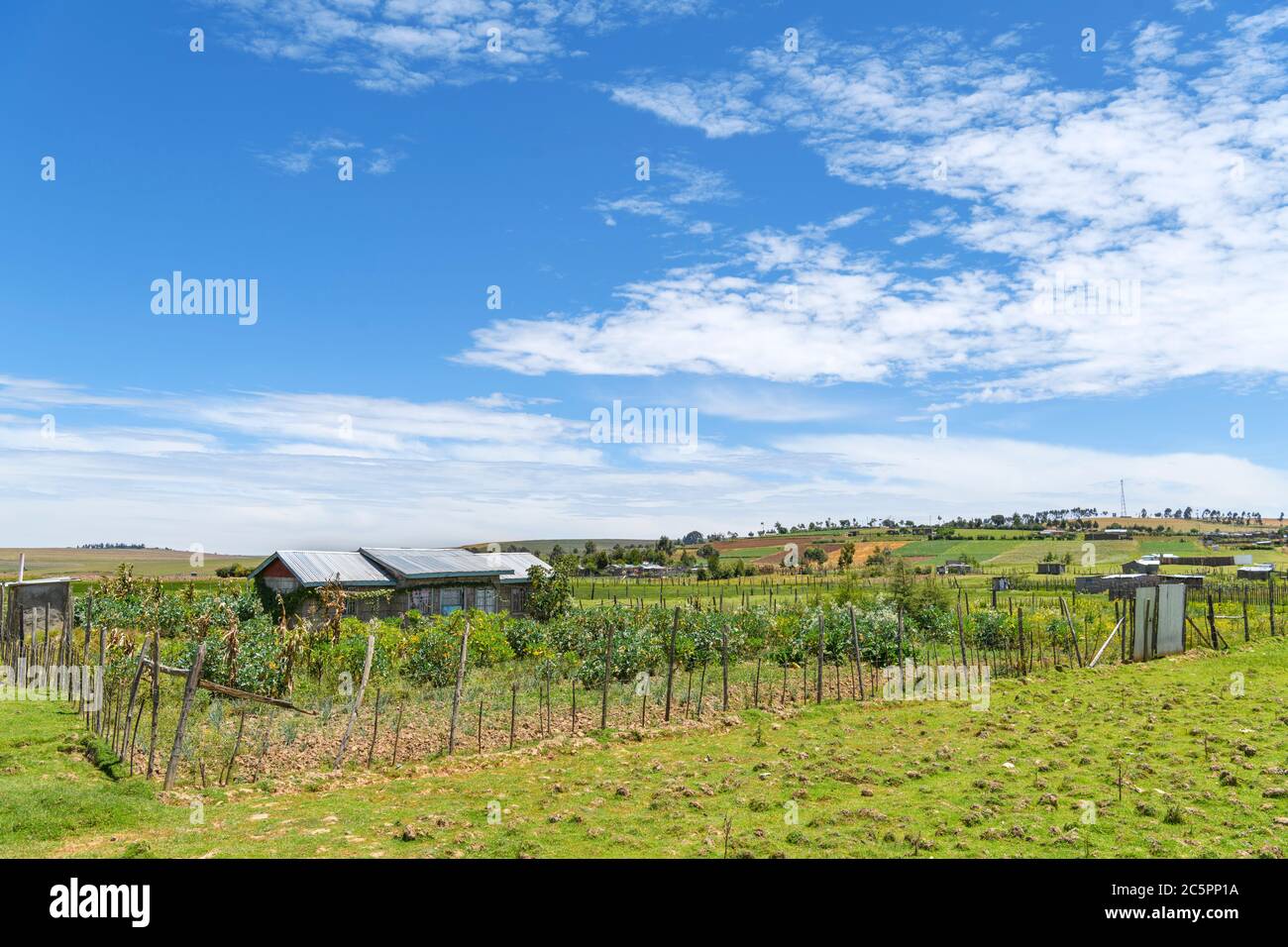 Farm im Hochland zwischen Nakuru und Narok, Kenia, Ostafrika Stockfoto
