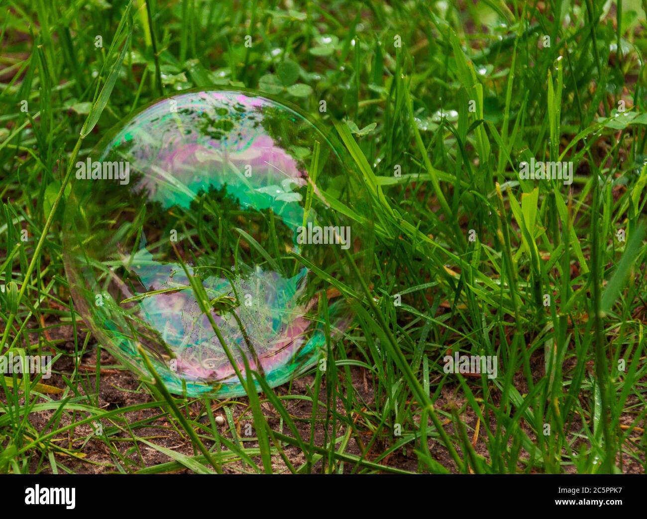 Seifenblase auf grünem Gras Stockfoto