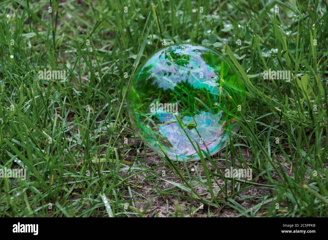 Seifenblase auf grünem Gras Stockfoto