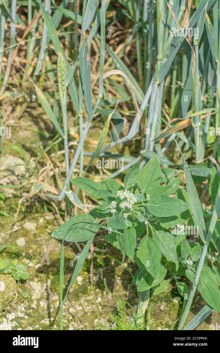 Blätter von landwirtschaftlichen Unkraut Fat-Hen / Chenopodium Album gesehen wachsen unter Stielen von Weizen in Ackerfeld. Fat Hen essbar und ein "gefresstes" Essen. Stockfoto