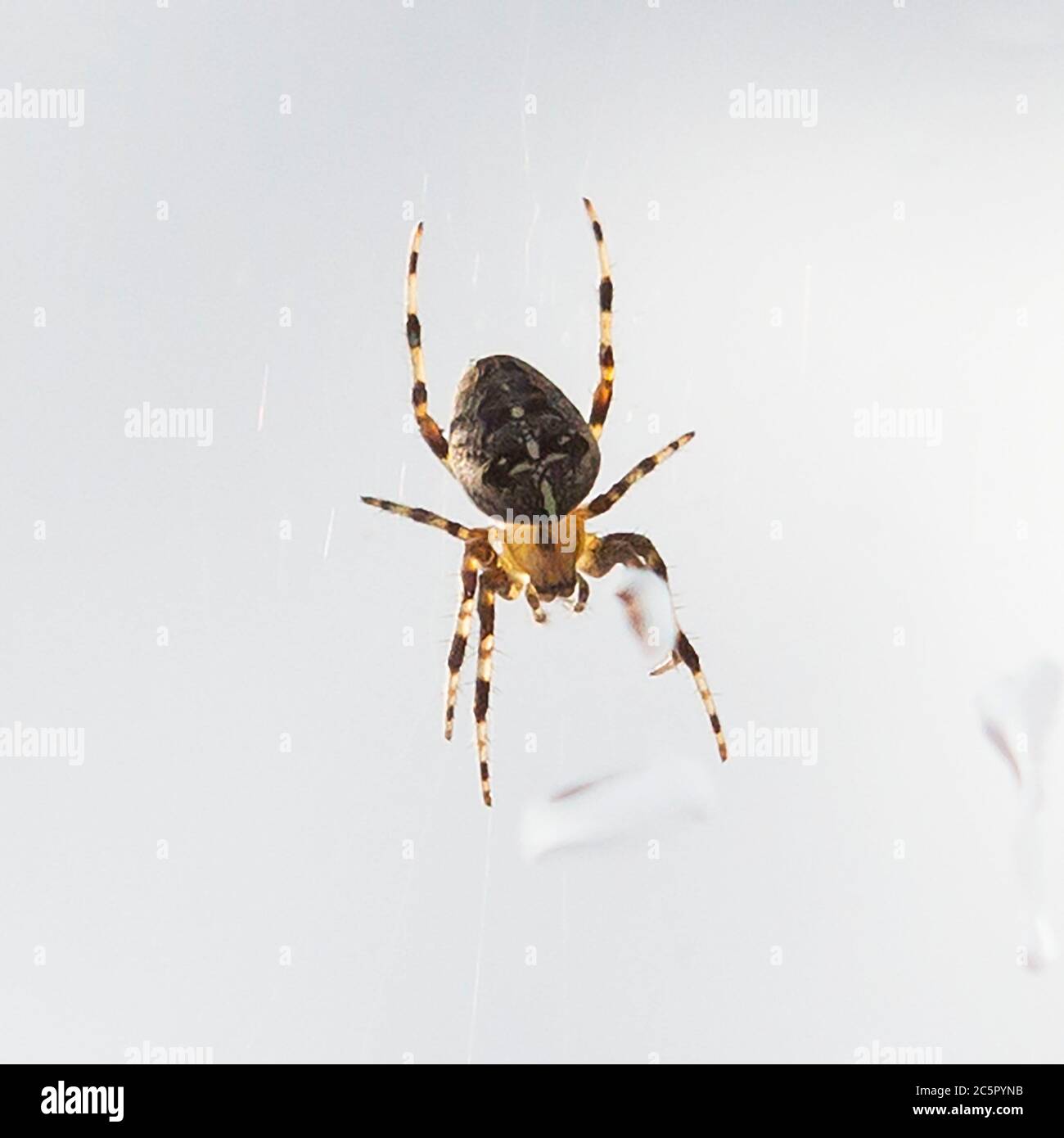 Gelbe und schwarze Gartenspinne Stockfoto