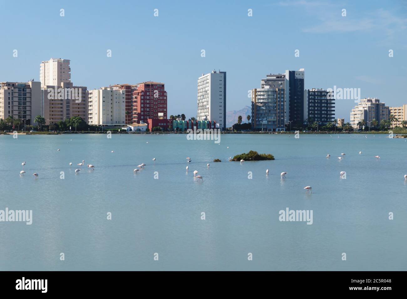 Flamingos in den Salzseen, die 'Las Salinas' genannt werden, mit Wolkenkratzern im Hintergrund, die sich im Wasser spiegeln, Calpe, Costa Blanca, Spanien Stockfoto