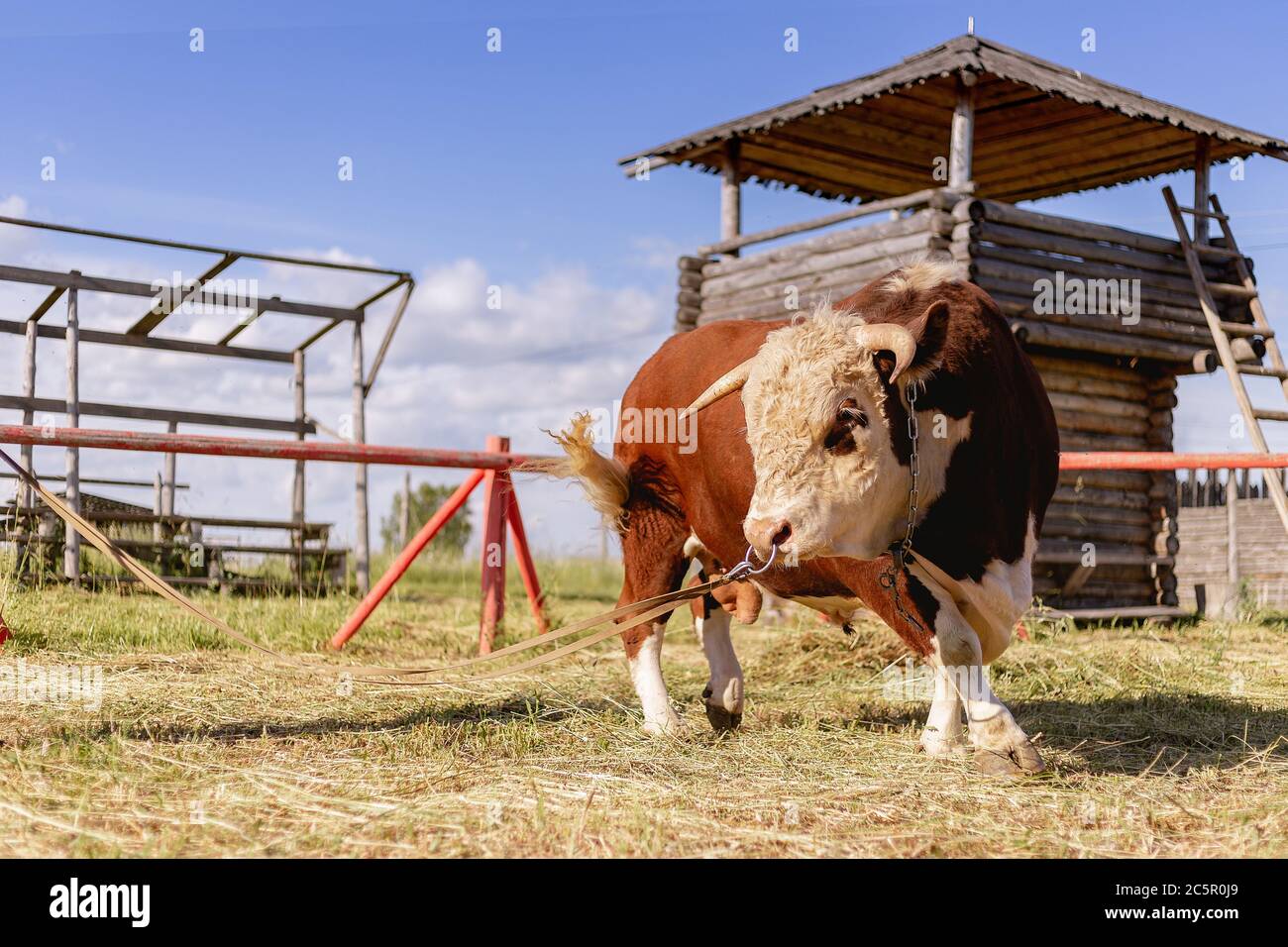 Jahr des Bullen 2021. Stier Tierkreis Symbol des Jahres 2021.das Konzept der Viehzucht und Bio-Lebensmittel. Jahr des Stieres 2021 Osthoroskop in grün Stockfoto