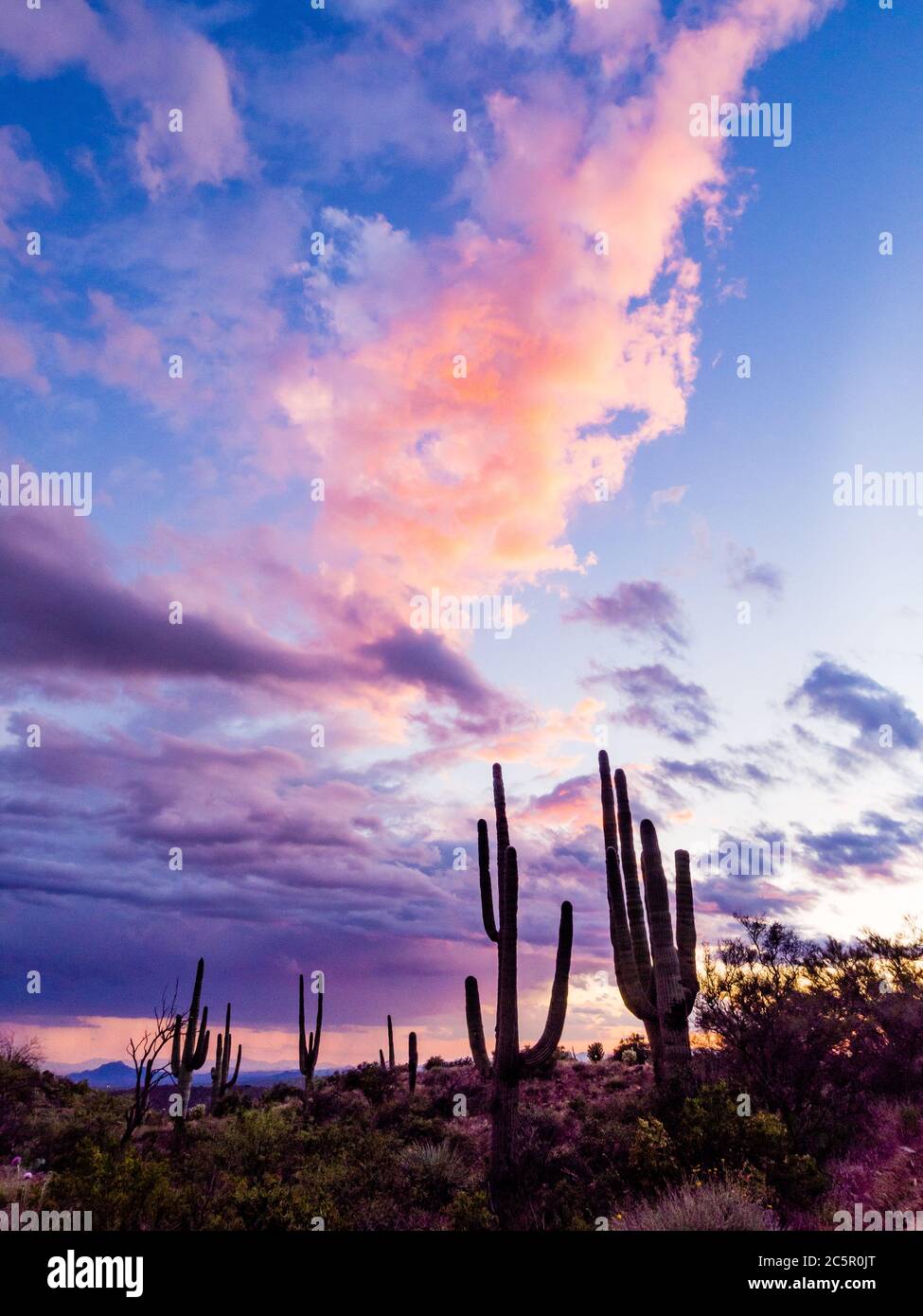 Lebhafte Sonnenuntergangswolken mit saguaro Kaktus in westlichen Ausläufern des Four Peaks Mountain, Tonto National Forest, Arizona. Stockfoto