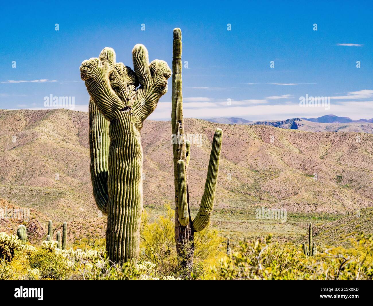 Cristate saguaro Kaktus in westlichen Ausläufern des Four Peaks Mountain, Tonto National Forest, Arizona. Stockfoto