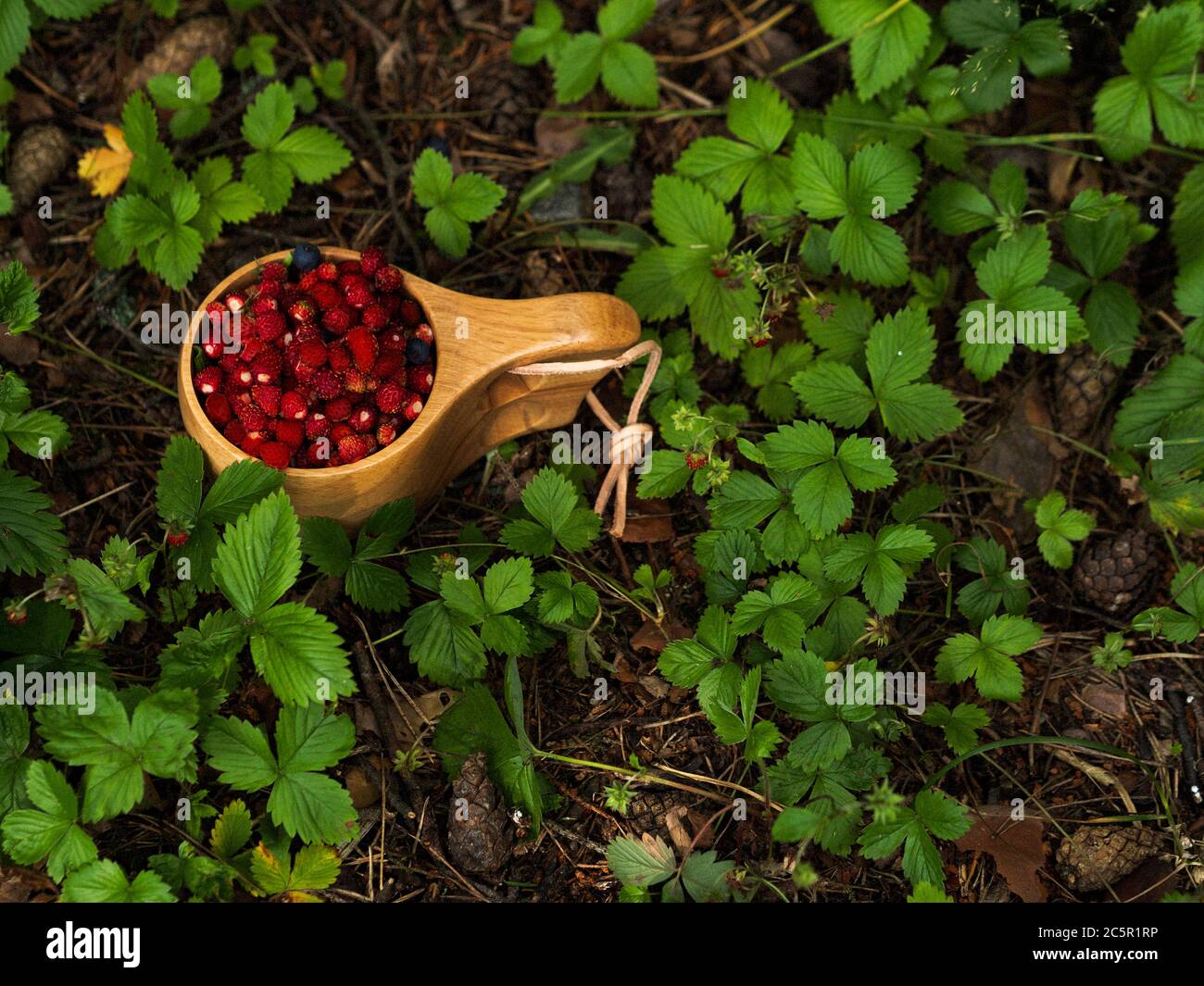 Holzbecher mit wilden Erdbeeren im Wald. Traditionelle finnische Holzbecher Kuksa mit Waldbeeren auf der Erdbeerlichtung. Stockfoto