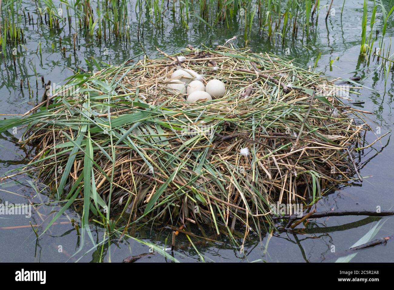 Mute Swan, Cygnus olor, Nest mit fünf Eiern, Brent Reservoir, auch bekannt als Welsh Harp, London, Vereinigtes Königreich Stockfoto