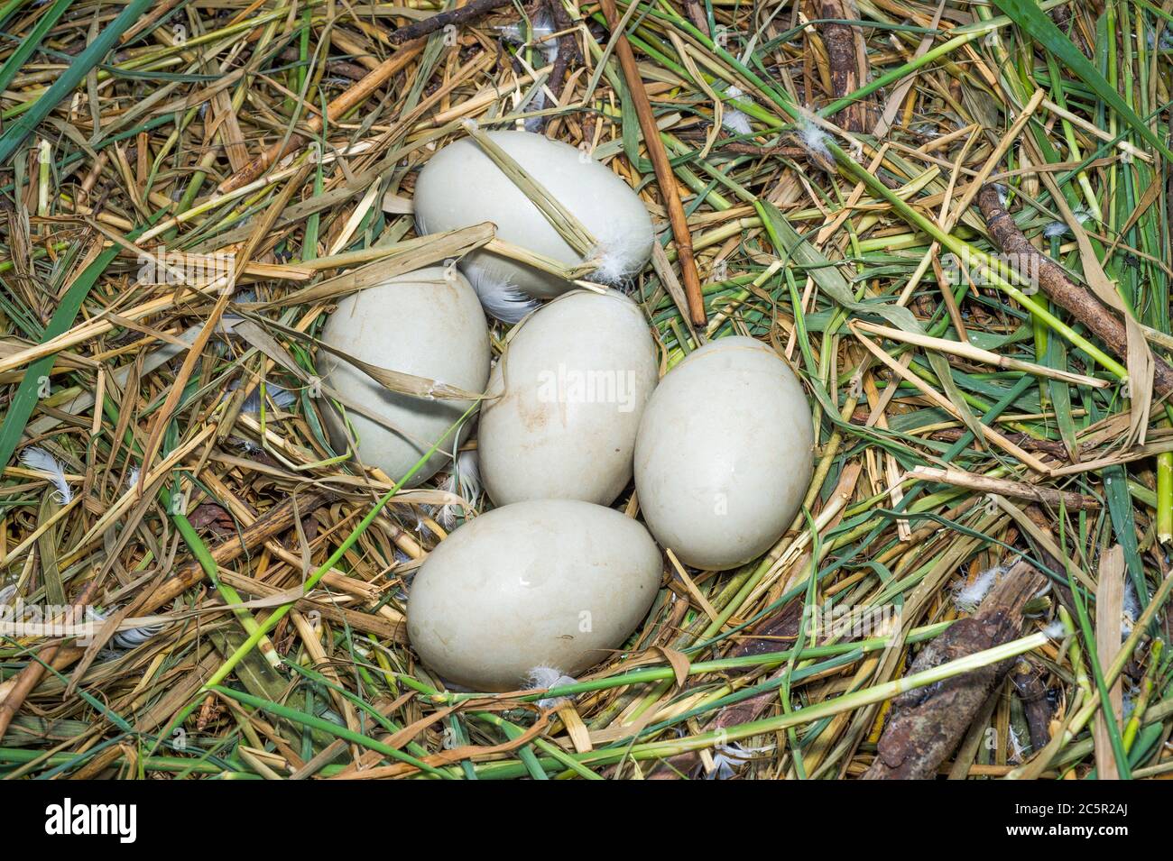 Eier von Mute Swan, Cygnus olor, Nest mit fünf Eiern, Brent Reservoir, Welsh Harp Reservoir, London, Vereinigtes Königreich Stockfoto