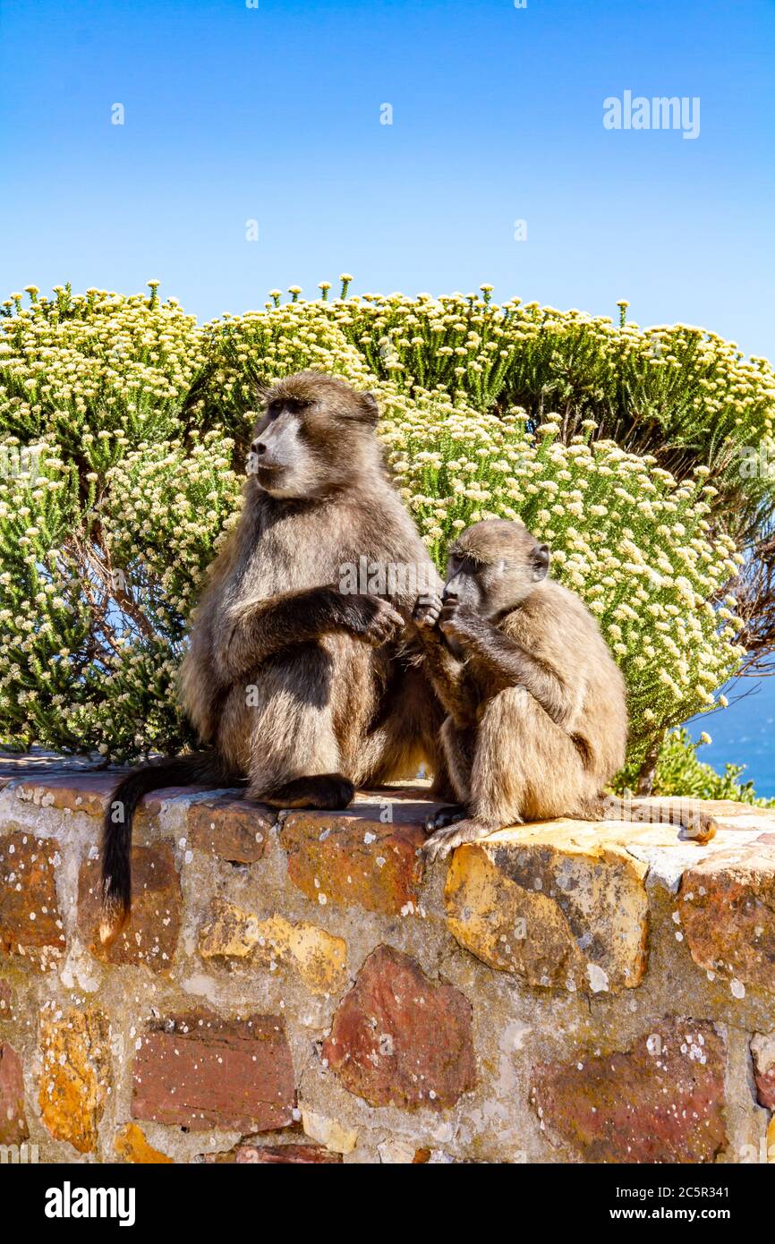Eine Mutter und ein Baby Pavian an einer Wand, am Cape Point in Südafrika Stockfoto