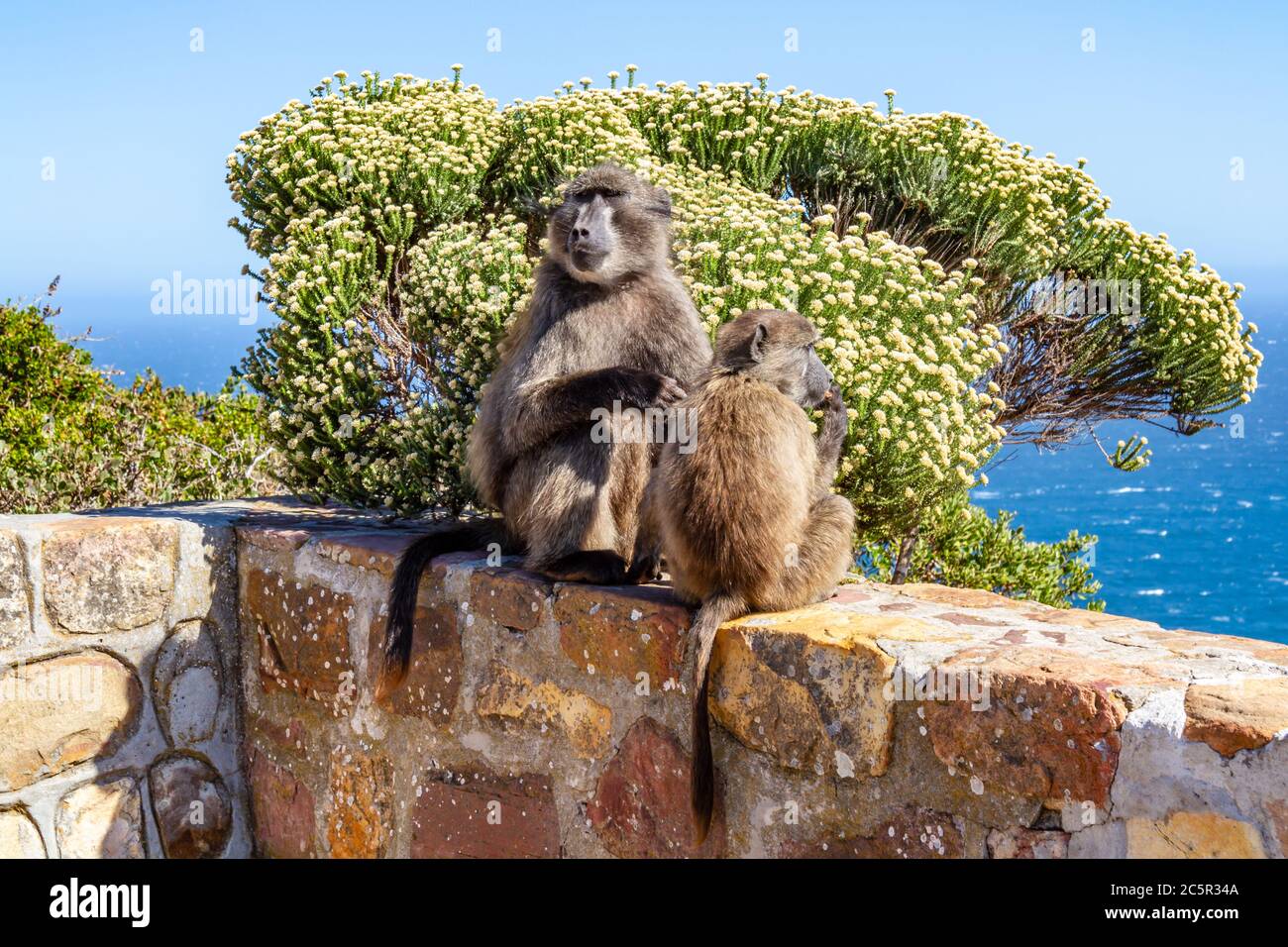 Eine Mutter und ein Baby Pavian an einer Wand, am Cape Point in Südafrika Stockfoto