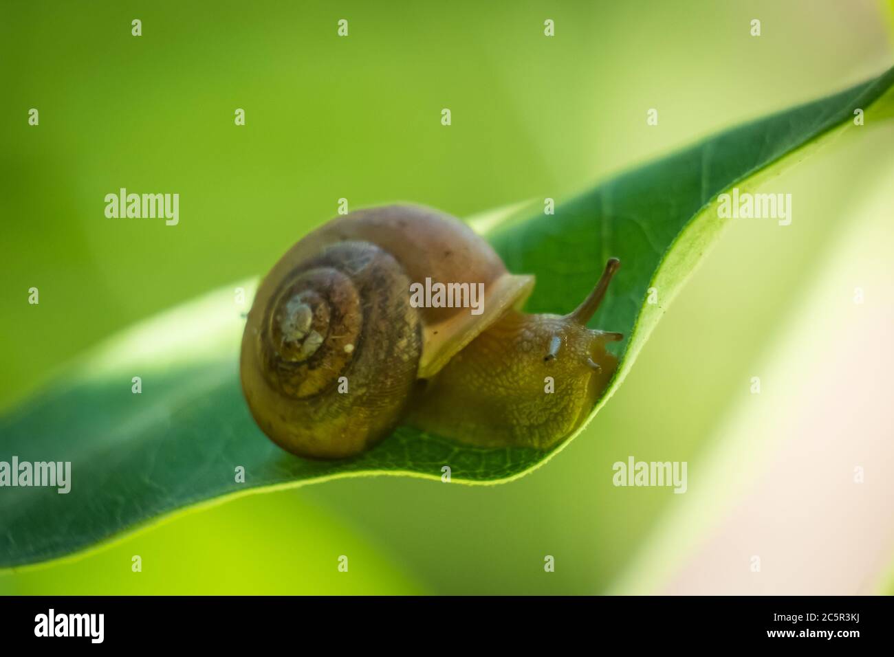 Eine asiatische Tramp Schnecke lebt auf dem Rand ... eines Blattes. Stockfoto