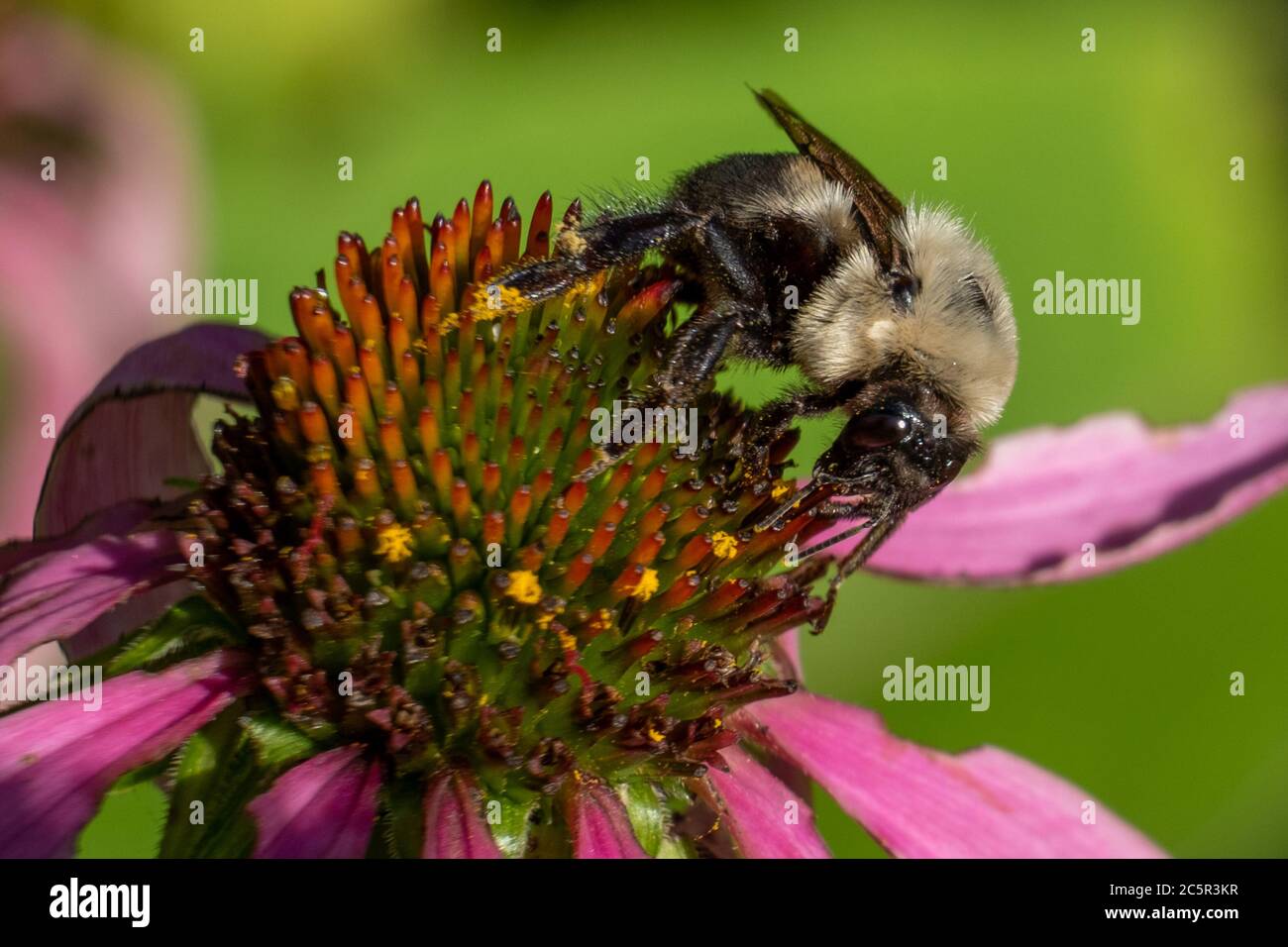 Eine fleißige Hummel bestäubt die Blütenkrautblumen. Stockfoto