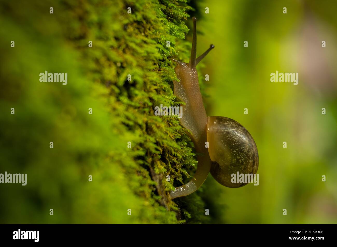 Eine Profilansicht einer Schnecke, die einen moosigen Baumstamm hochklettert. Stockfoto