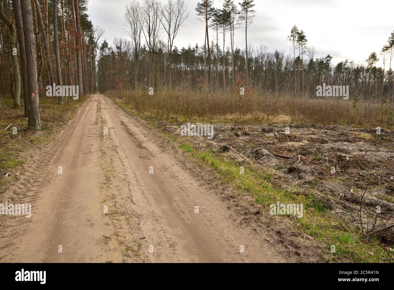 Eine Waldstraße bei Tag zwischen Bäumen und Sträuchern. Geht ins Unbekannte. Feder. Stockfoto