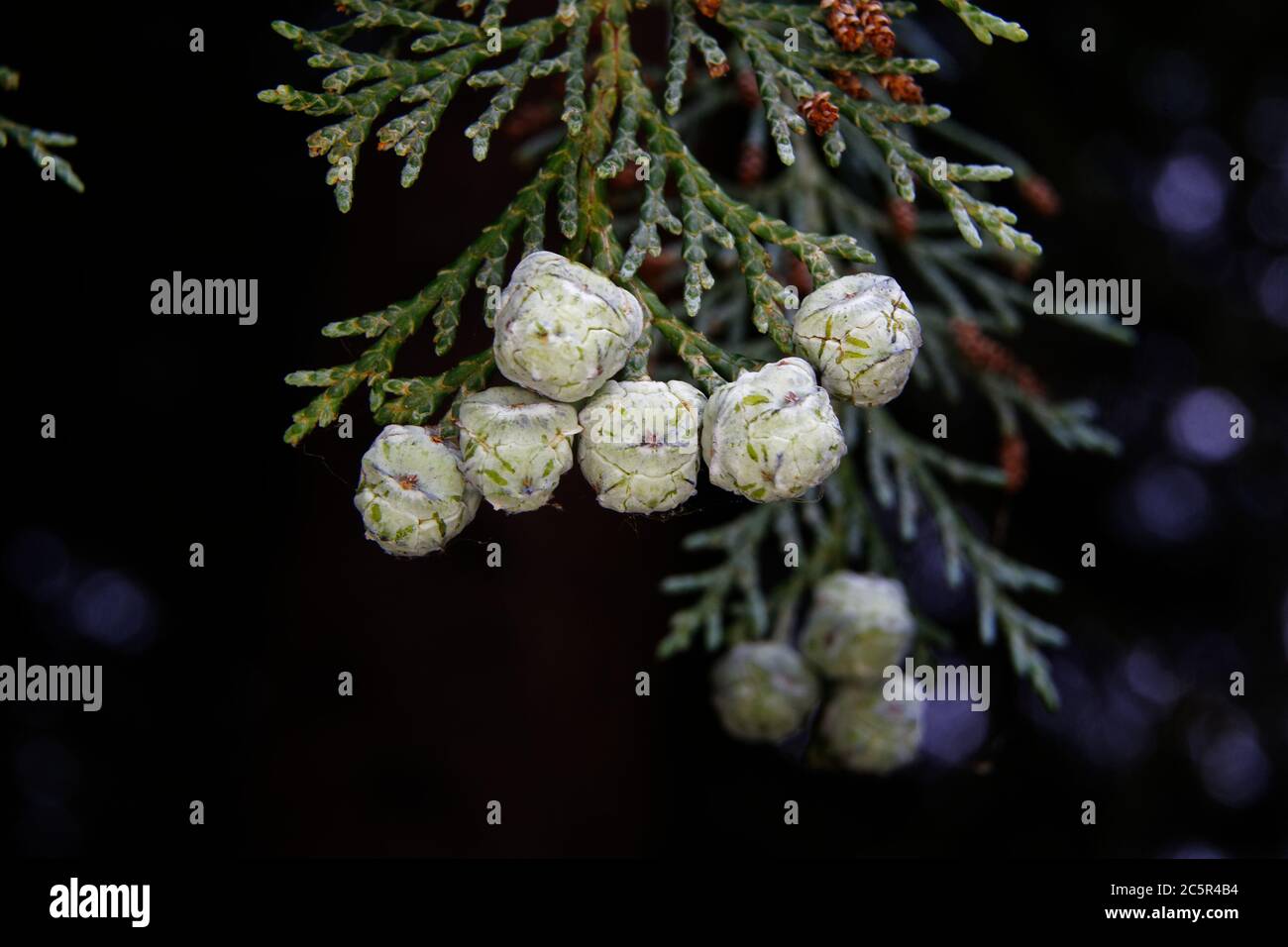 Chamaecyparis lawsoniana, Nahaufnahme der erbsengroßen Zapfen aus einer Lawson Zypresse Stockfoto