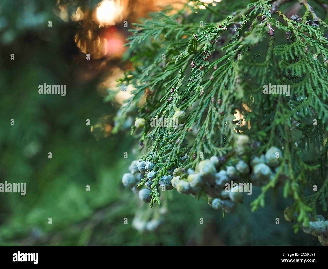 Blühender Thuja Arbovitaes Nadelbaum mit heilenden Einstellungen Stockfoto