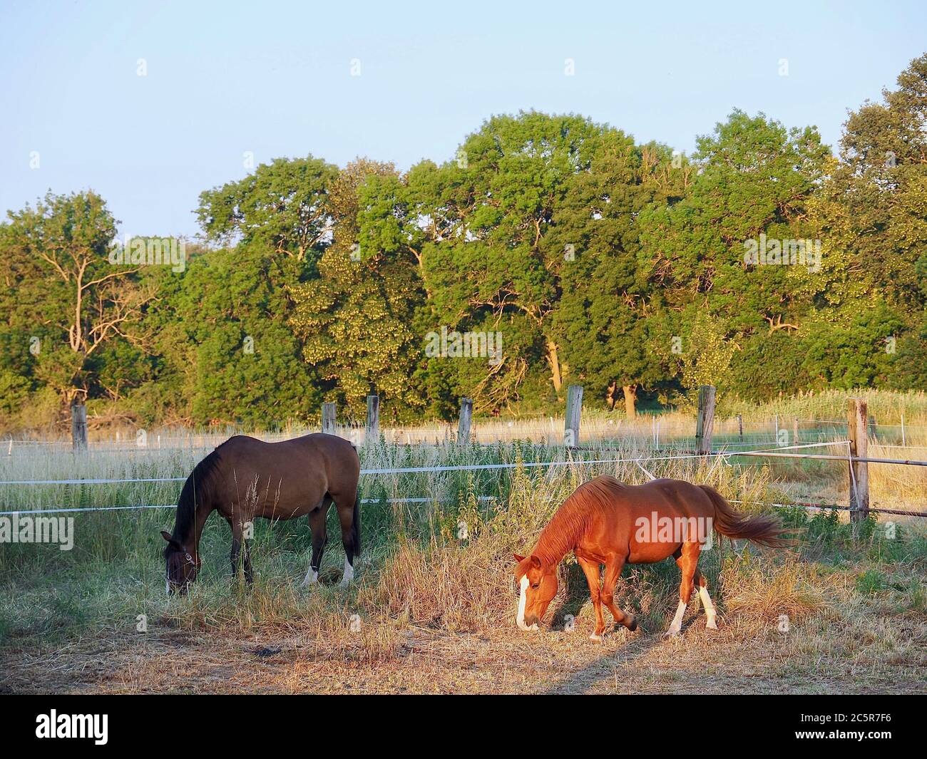 Pferde auf einer Wiese in der Abendsonne Stockfoto