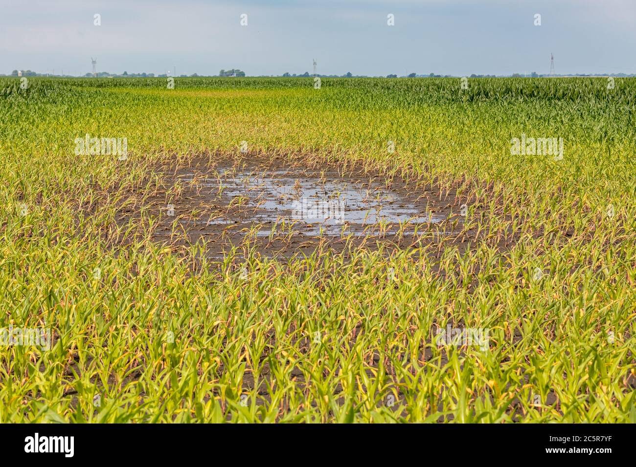 Maispflanzen mit gelben Blättern und sterben in überflutetem Kornfeld durch stehendes Wasser von Überschwemmungen. Konzept von Ernteschäden, Versicherungsanspruch und Zahlung Stockfoto