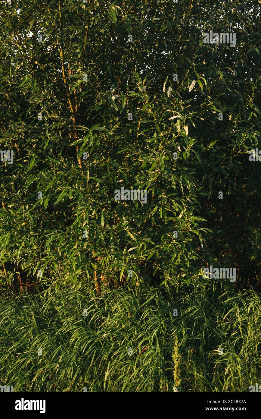 Landschaft bei Sonnenuntergang. Dicht bewachsene Bäume und Sträucher mit dichtem grünen Laub. Weide, Vogelkirsche, кowan, Wildrose. Stockfoto