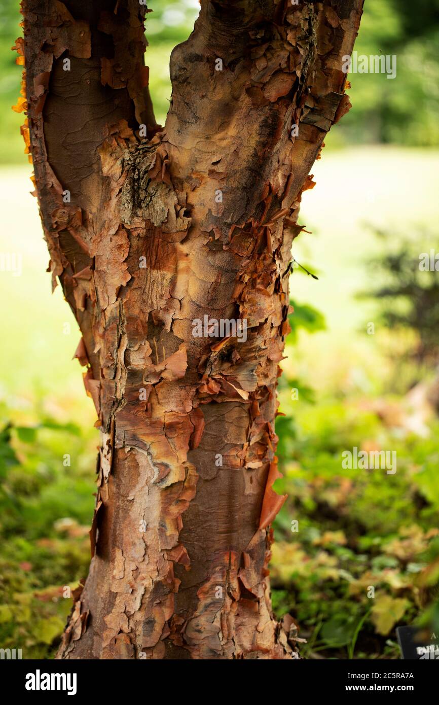 Der Stamm eines Paperbark-Ahornbaums (Acer griseum), in der Familie Sapindaceae, heimisch in Zentralchina. Stockfoto
