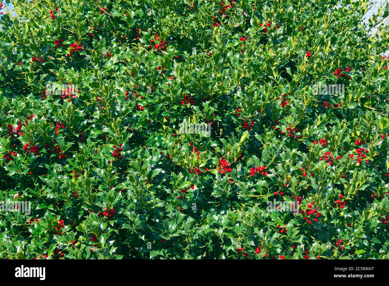 Amerikanischer Holly Bush (Ilex opaca) mit Beeren. Stockfoto