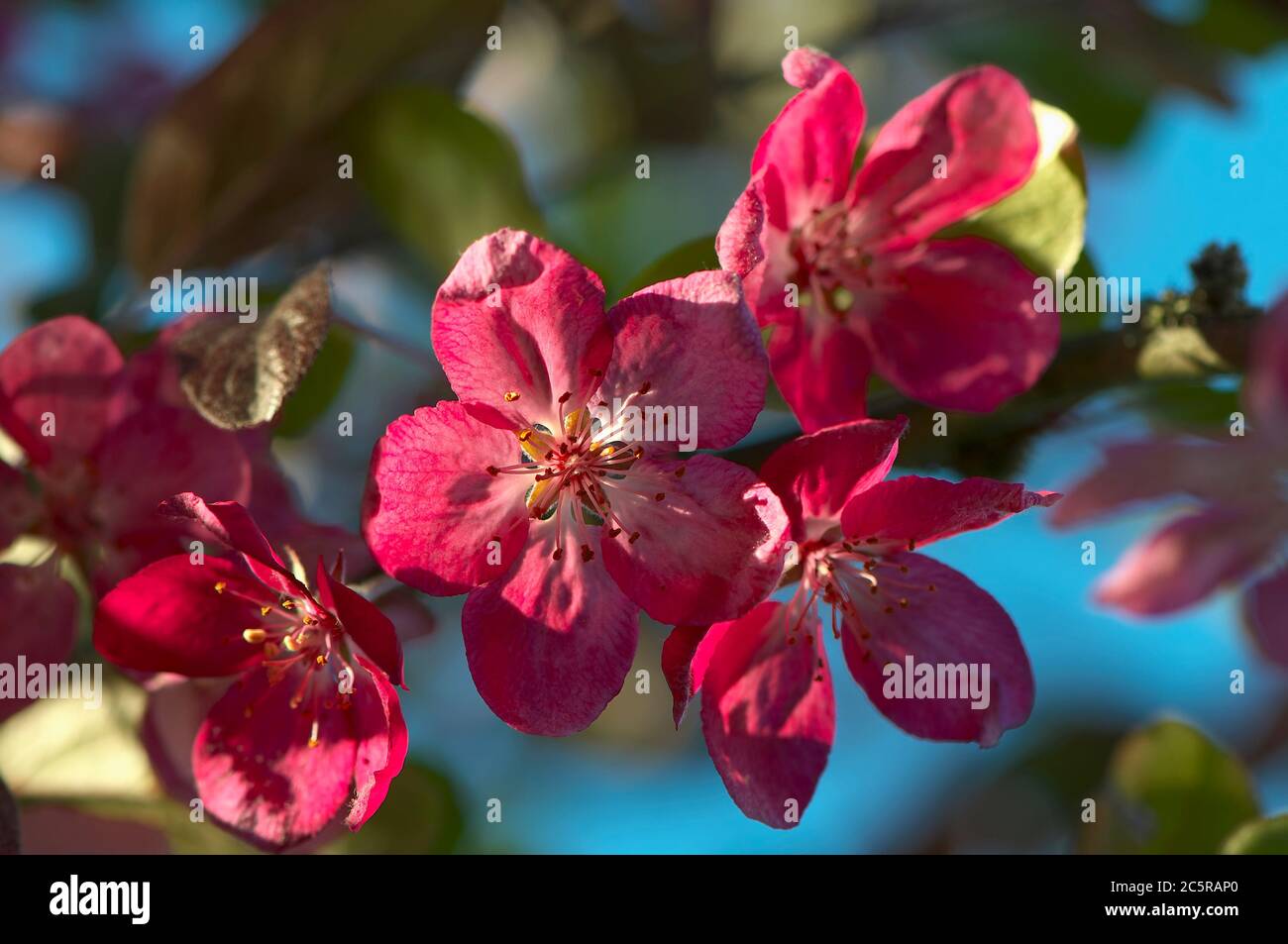 Eine Nahaufnahme von einigen blühenden Krebse Blumen (Malus) Stockfoto