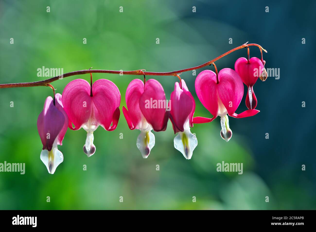 Ein Zweig rosa blutender Herzblumen (Dicentra spectabilis) Stockfoto