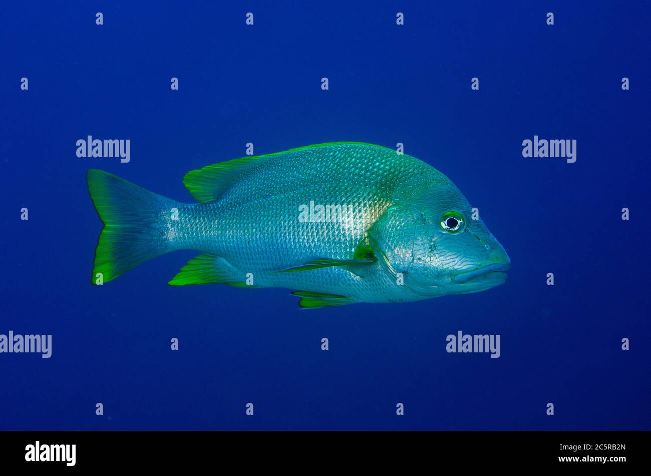 Gesprenkelte Snapper, Lutjanus rivulatus, Sardine Reef Tauchplatz, Dampier Strait, Raja Ampat, Indonesien Stockfoto