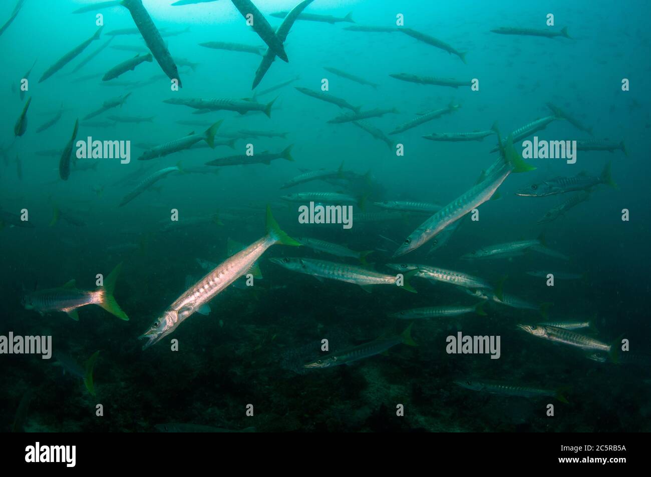 Schule von Blackfin Barracuda, Sphyraena qenie, Sardine Reef Tauchplatz, Dampier Strait, Raja Ampat, Indonesien Stockfoto