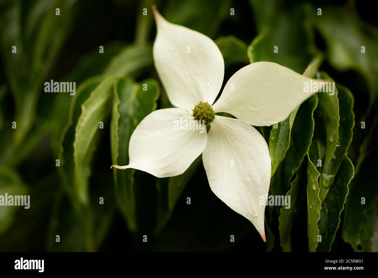 Eine Blume auf einem Kousa Dogwood (Cornus kousa) Baum in einem Garten in Boylston, Massachusetts, USA. Stockfoto