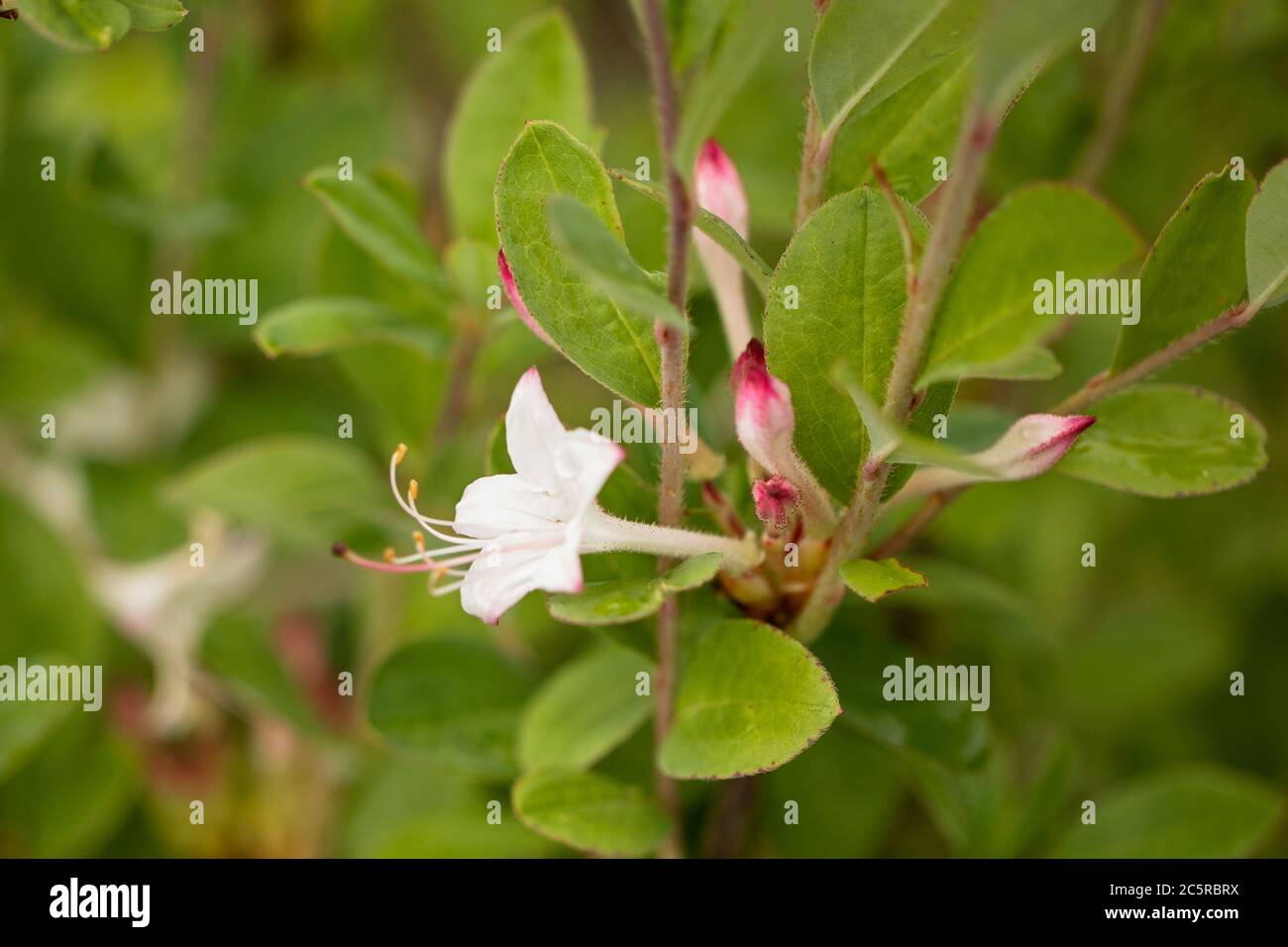 Piemont Azalea oder Berg Azalea (Rhododendron canescens), in der Familie Ericaceae, aus dem Osten der Vereinigten Staaten. Stockfoto