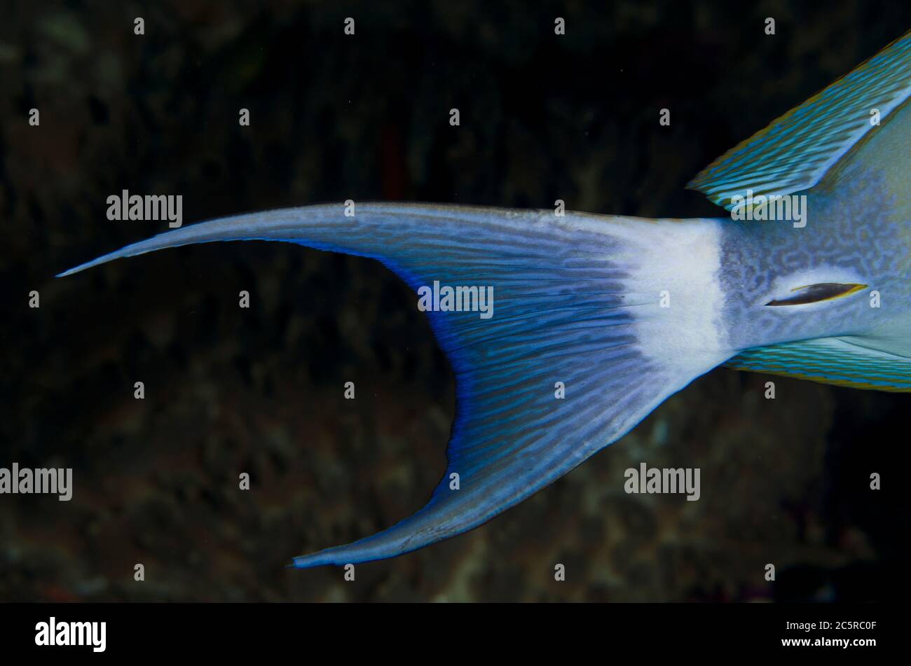 Gelbflossen-Surgeonfish, Acanthurus xanthopterus, Tail, Whale Rock Tauchplatz, Misool Island, Raja Ampat, Indonesien Stockfoto