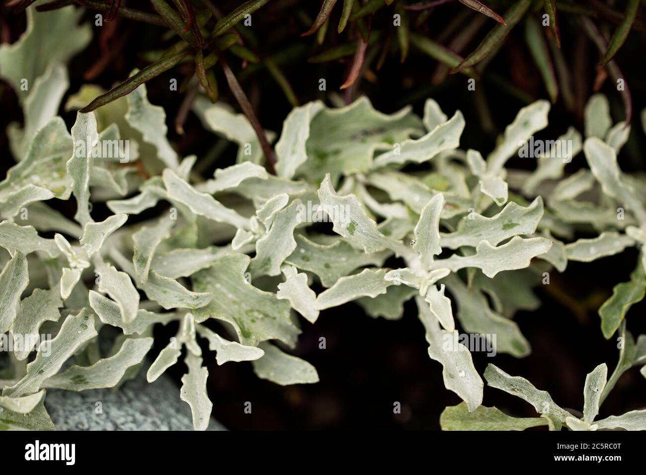 Silber hängenden Arktotis (Arktotis auriculata), eine Pflanze aus der Familie Asteraceae aus dem südlichen Afrika. Stockfoto