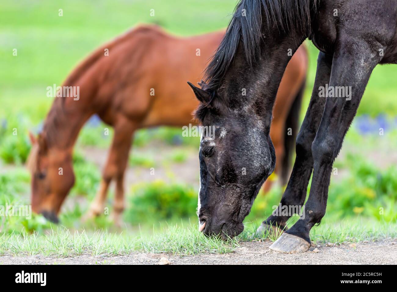 Schwarze und braune Pferde grasen auf dem Gras auf dem Trail in Mount Crested Butte, Colorado Wiesen auf Ranch von Snodgrass Wanderweg im Sommer mit Wildblumen Stockfoto