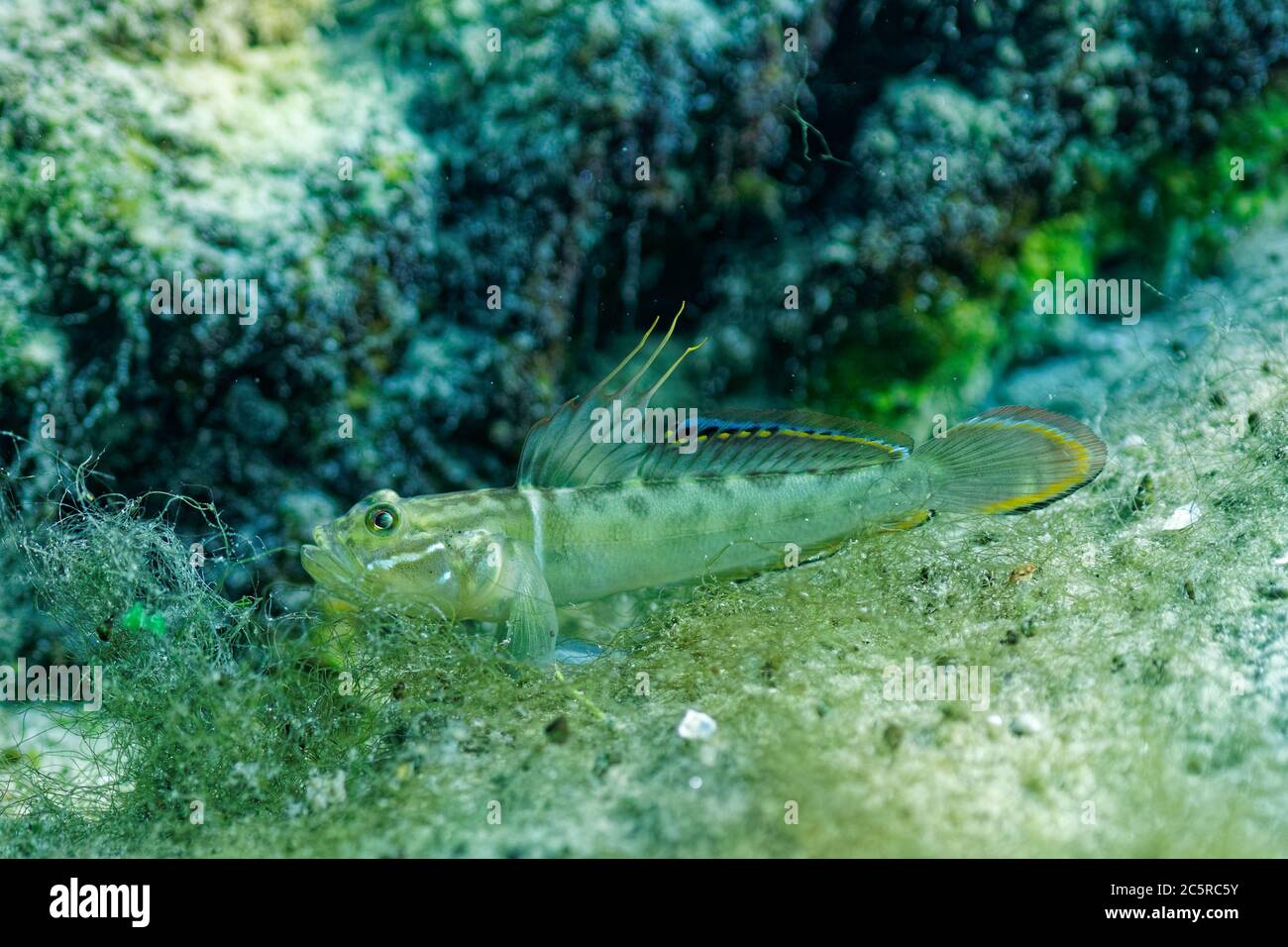 Ein kleiner, farbenprächtiger grüner Fischfischer (Gobioidei) ruht außerhalb seines Baus auf dem sandigen Boden einer zentralen Quelle in Florida. Stockfoto
